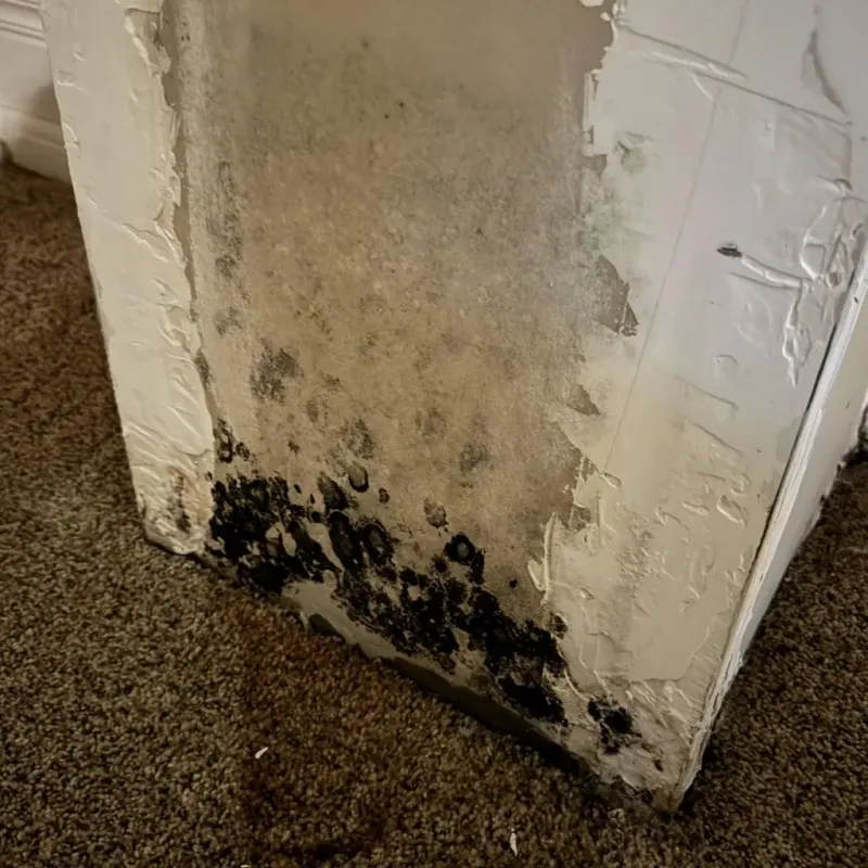 Professional Mold Removal in Wolcott, NY